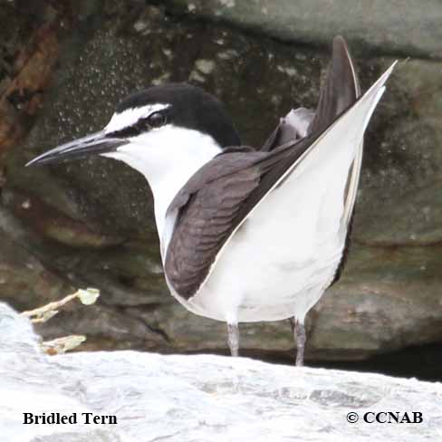 Bridled Tern