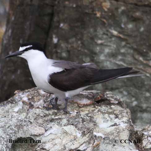 Birds of North America