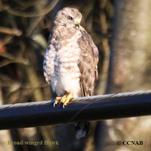 Birds of North America