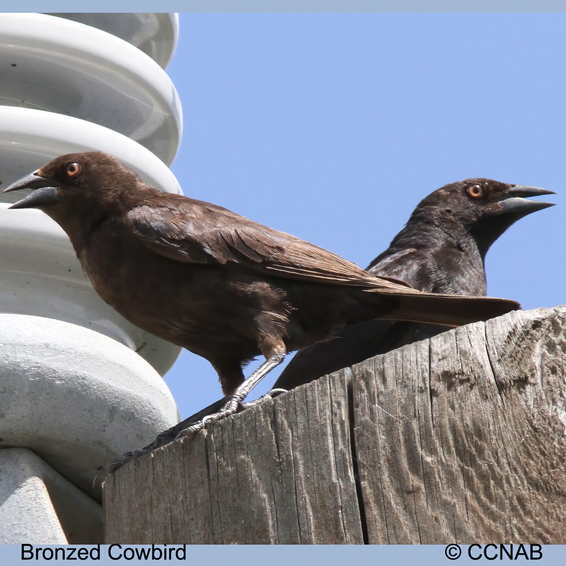 Bronzed Cowbird