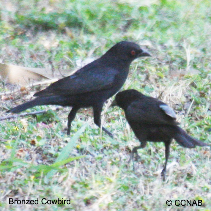 Bronzed Cowbird