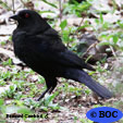 Bronzed Cowbird