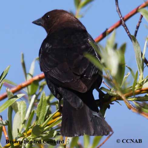 Brown-headed Cowbird