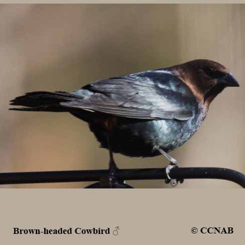 Brown-headed Cowbird