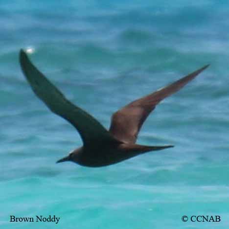 Brown Noddy