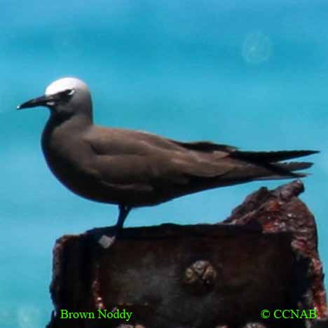 Birds of North America