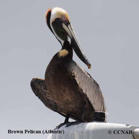 Birds of North America