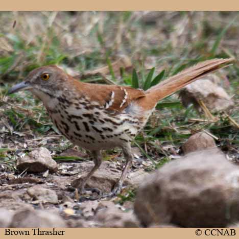 Brown Thrasher