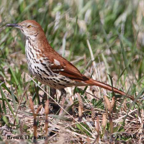 Birds of North America