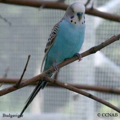 Birds of Cuba