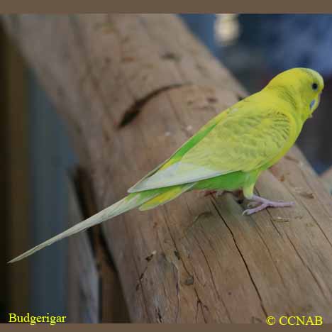 Budgerigar 