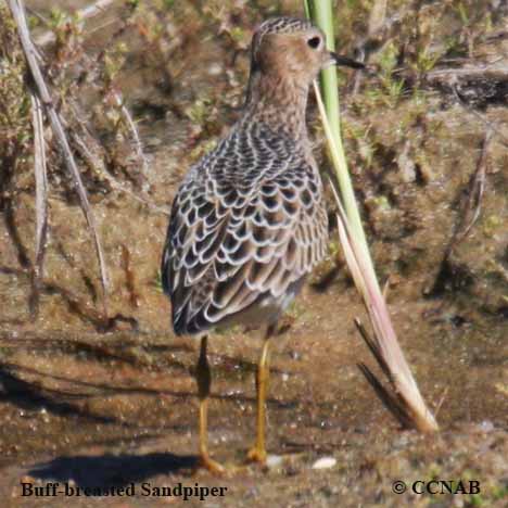 Buff-breasted Sandpiper