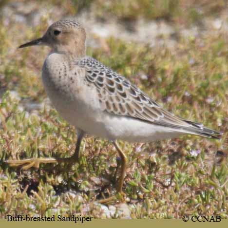 Birds of North America