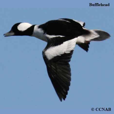 Bufflehead