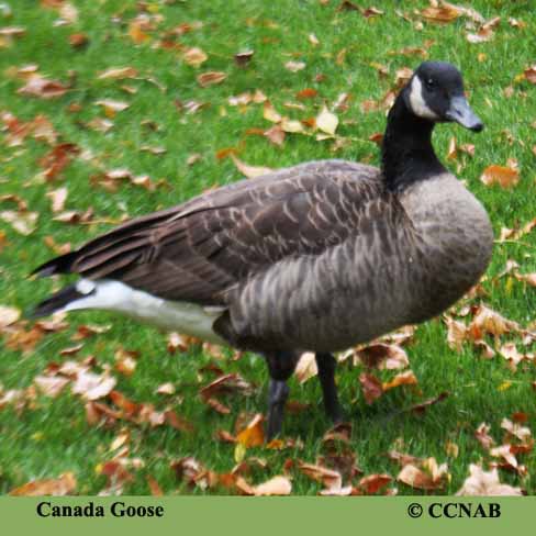 Birds of Cuba