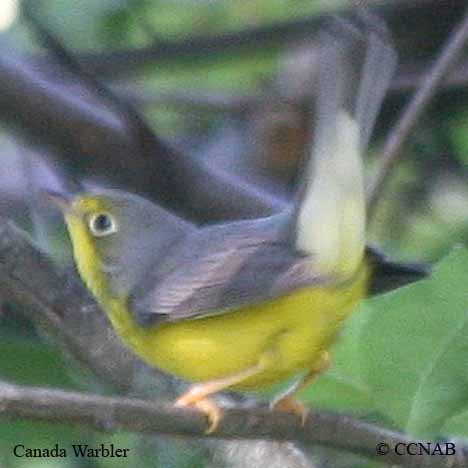 Canada Warbler