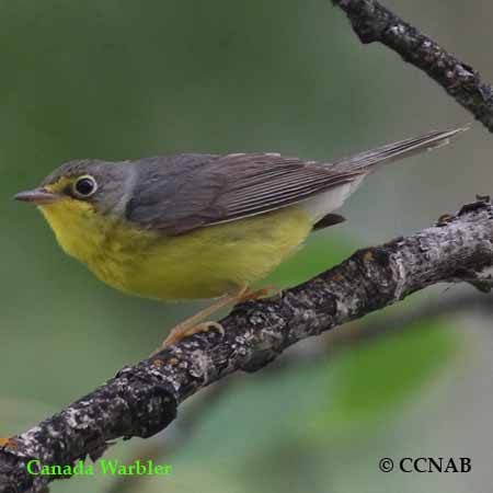 Canada Warbler