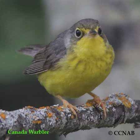 Canada Warbler