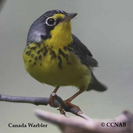 Birds of North America