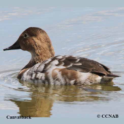 Canvasback