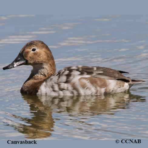 Canvasback