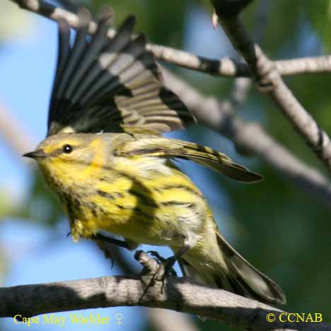 Cape May Warbler