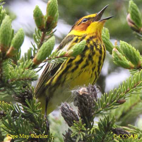 Cape May Warbler