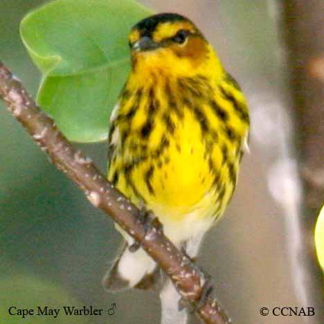 Cape May Warbler