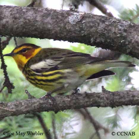 Cape May Warbler