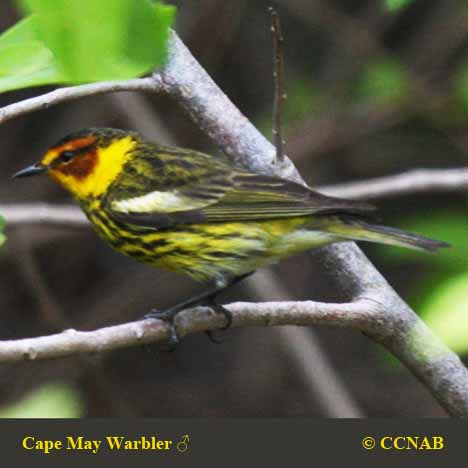 Birds of Cuba