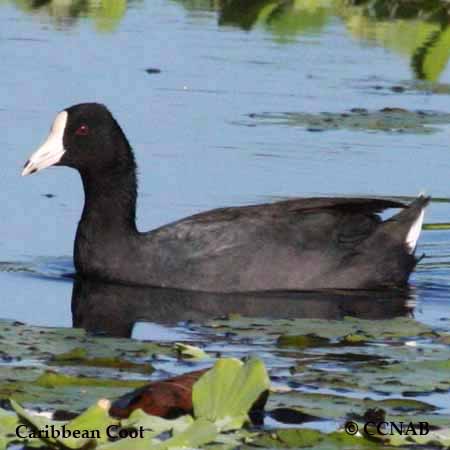 Caribbean Coot