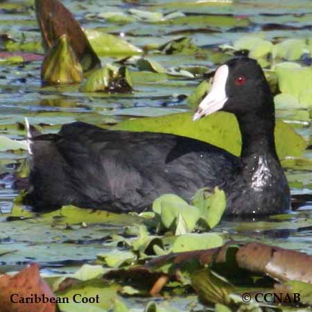 Caribbean Coot