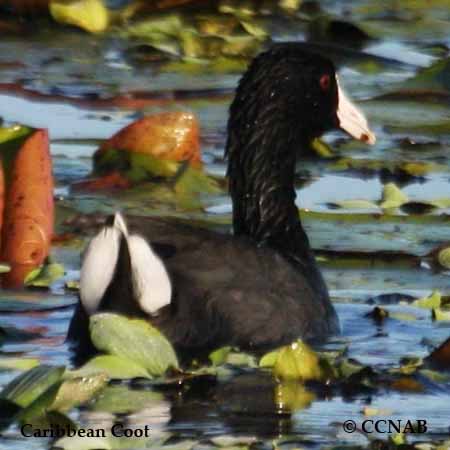 Birds of North America