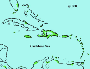 Caribbean Coot range