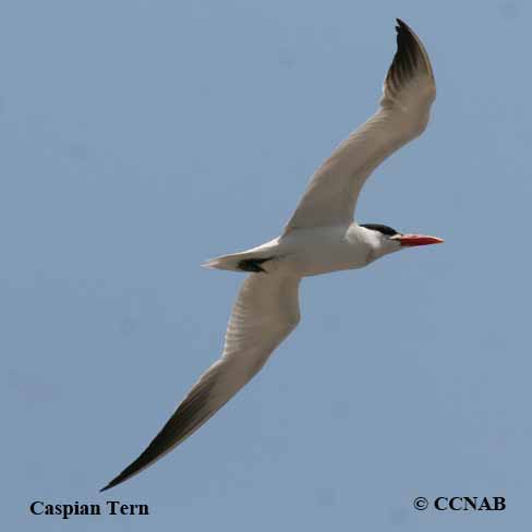 Caspian Tern