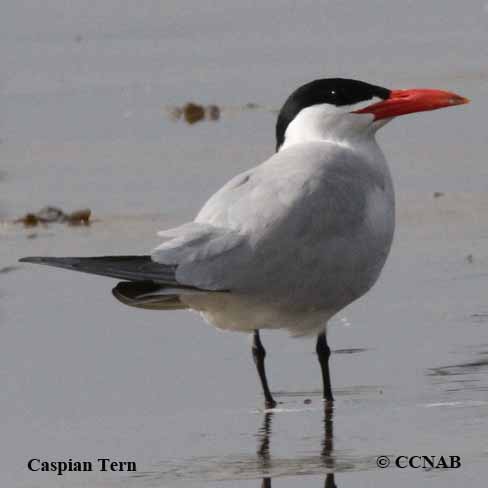 Birds of North America