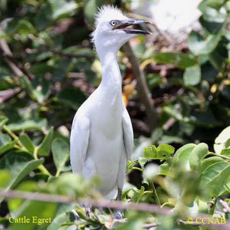 Cattle Egret