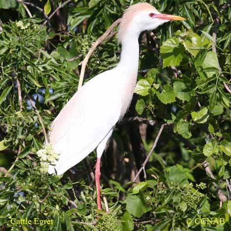 Cattle Egret