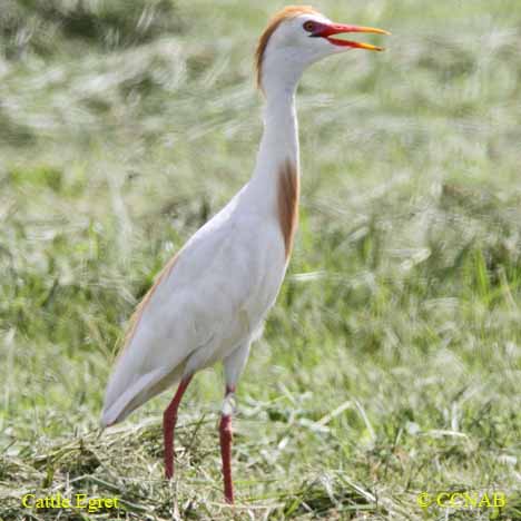 Cattle Egret