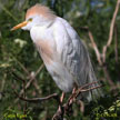 Cattle Egret