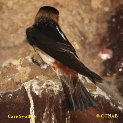 Cave Swallow