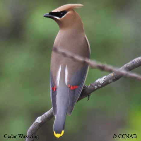 Cedar Waxwing