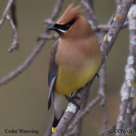 Cedar Waxwing