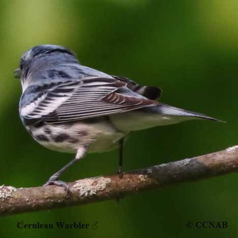 Cerulean Warbler