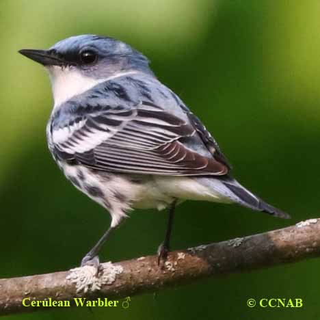 Cerulean Warbler