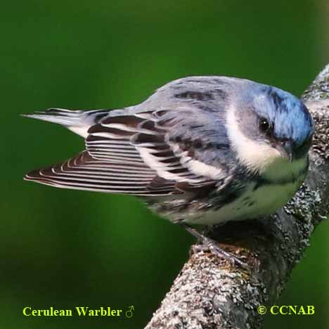 Cerulean Warbler