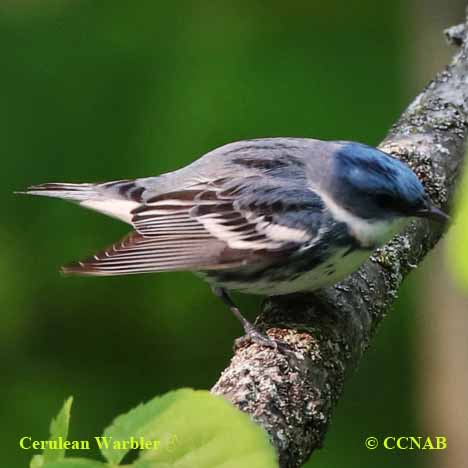 Cerulean Warbler