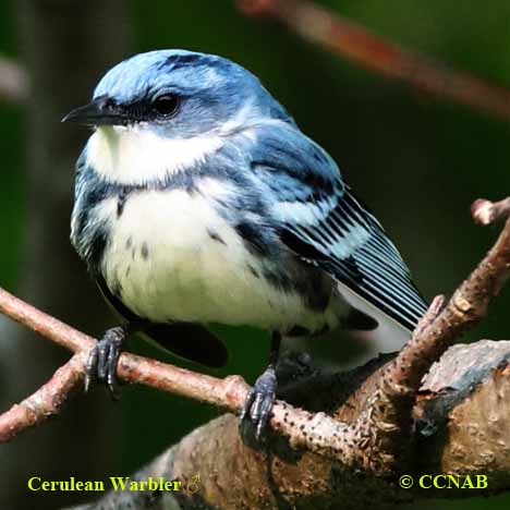 Birds of Cuba