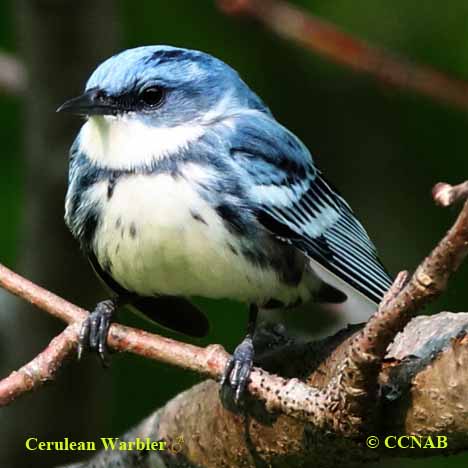 Birds of North America