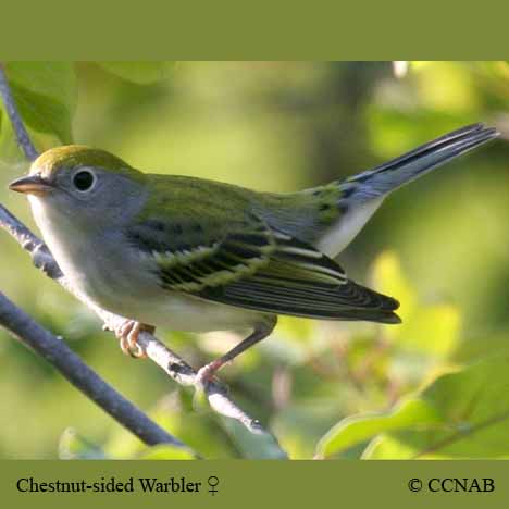 Chestnut-sided Warbler